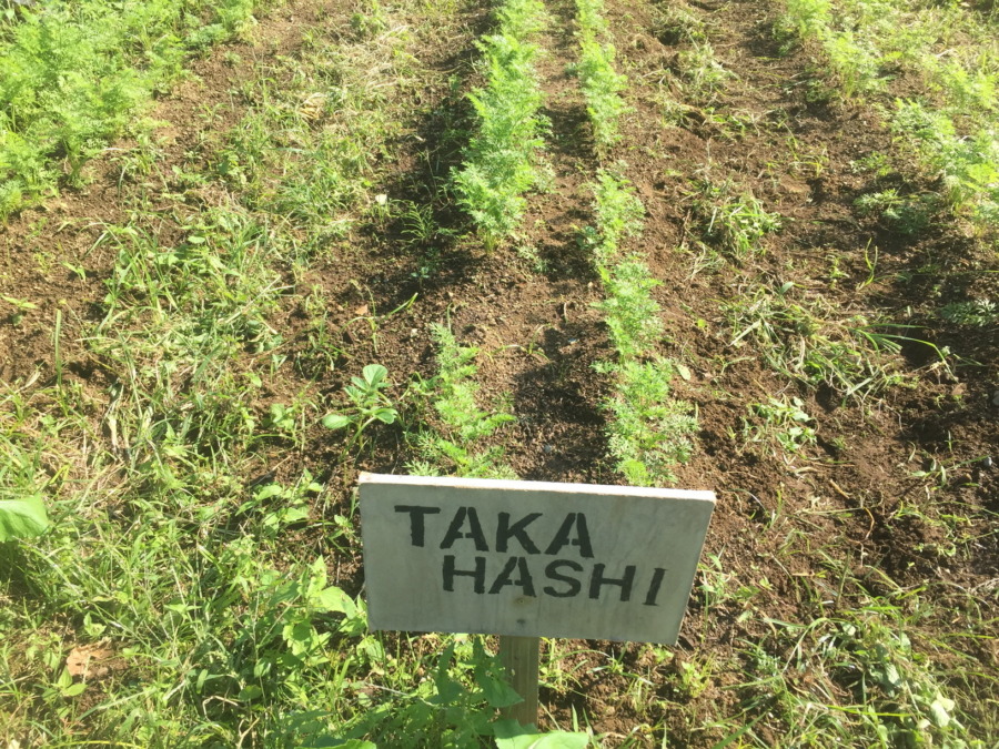 【フォト】にんじんの様子。