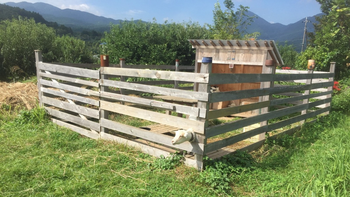 やぎ子です。秋の朝。ごはん。