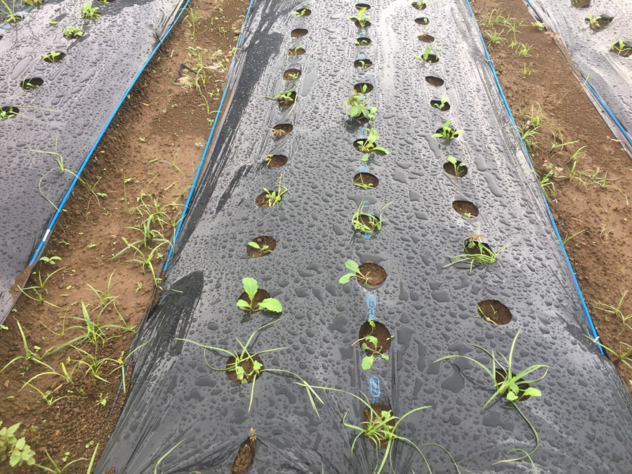 【フォト】あやめ雪のいま。