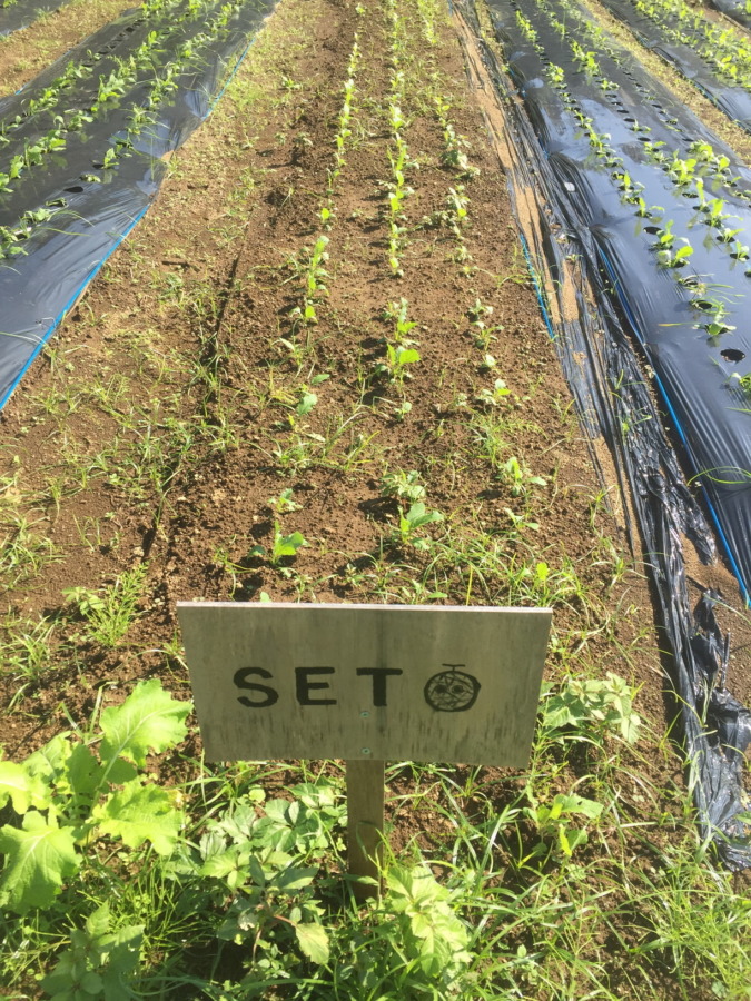 【フォト】こかぶの様子。