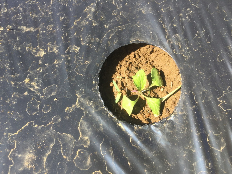 【フォト】台風一過のあやめ雪の様子。