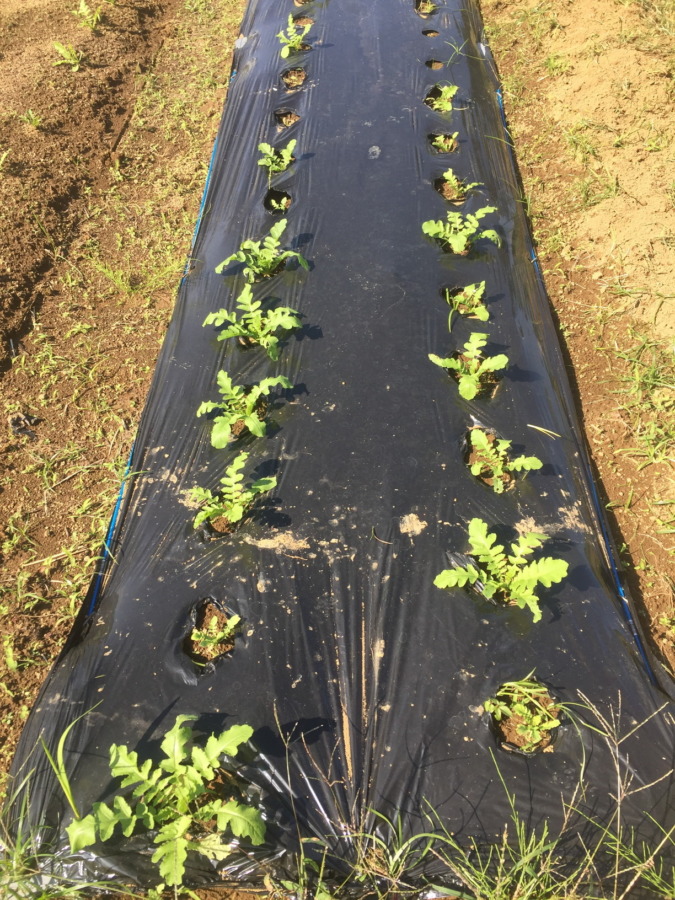 【フォト】だいこんの様子。