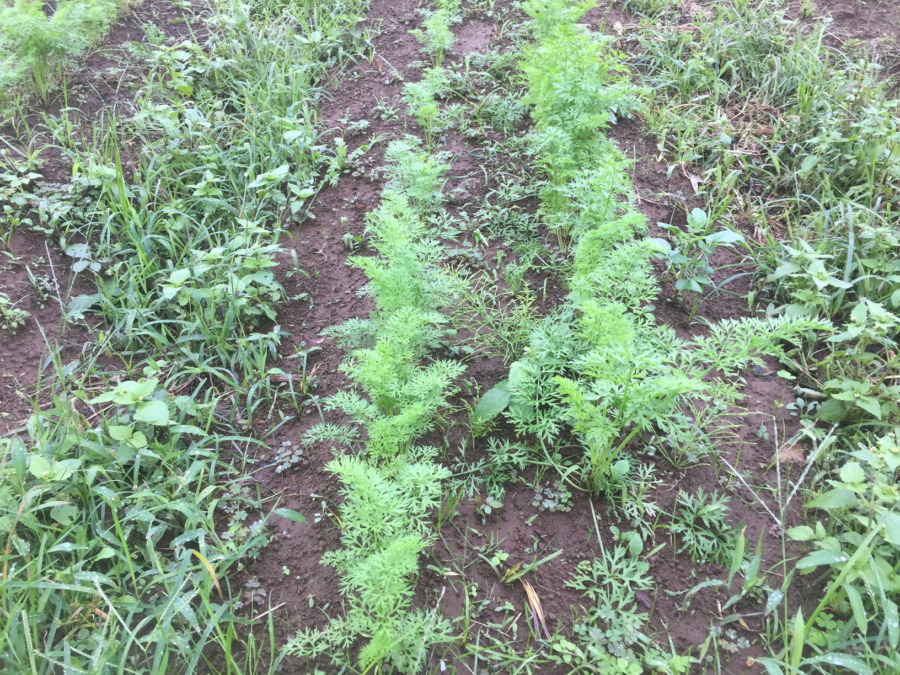 【フォト】にんじんの様子。