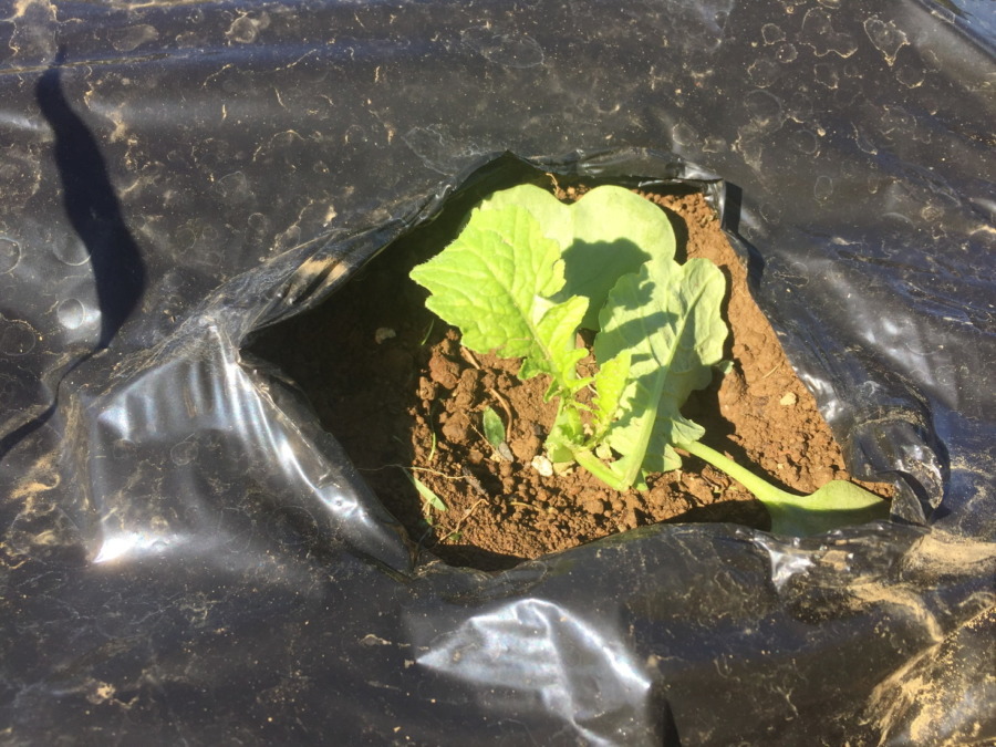 【フォト】台風一過のだいこんの様子。