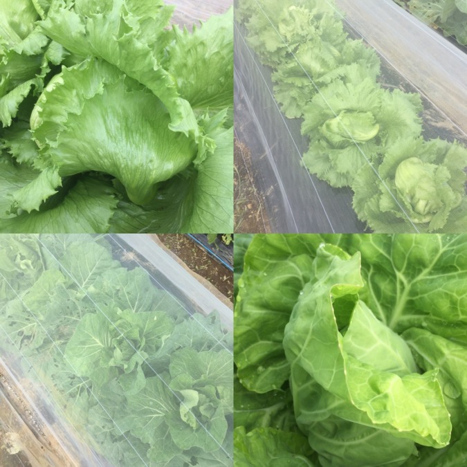 【はたけしごと】レタスとキャベツに追肥。