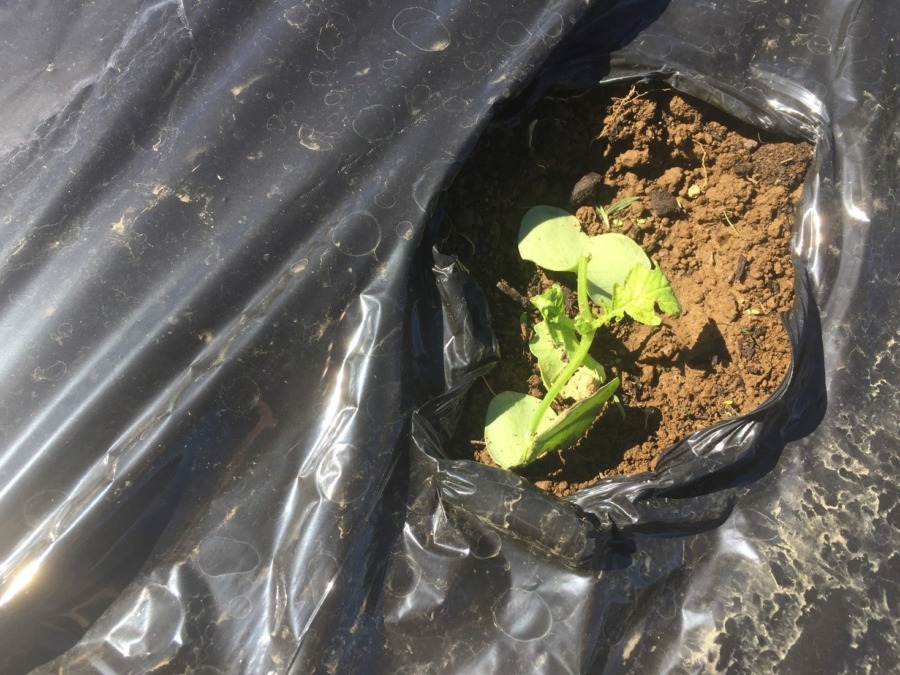 【フォト】台風一過のだいこんの様子。