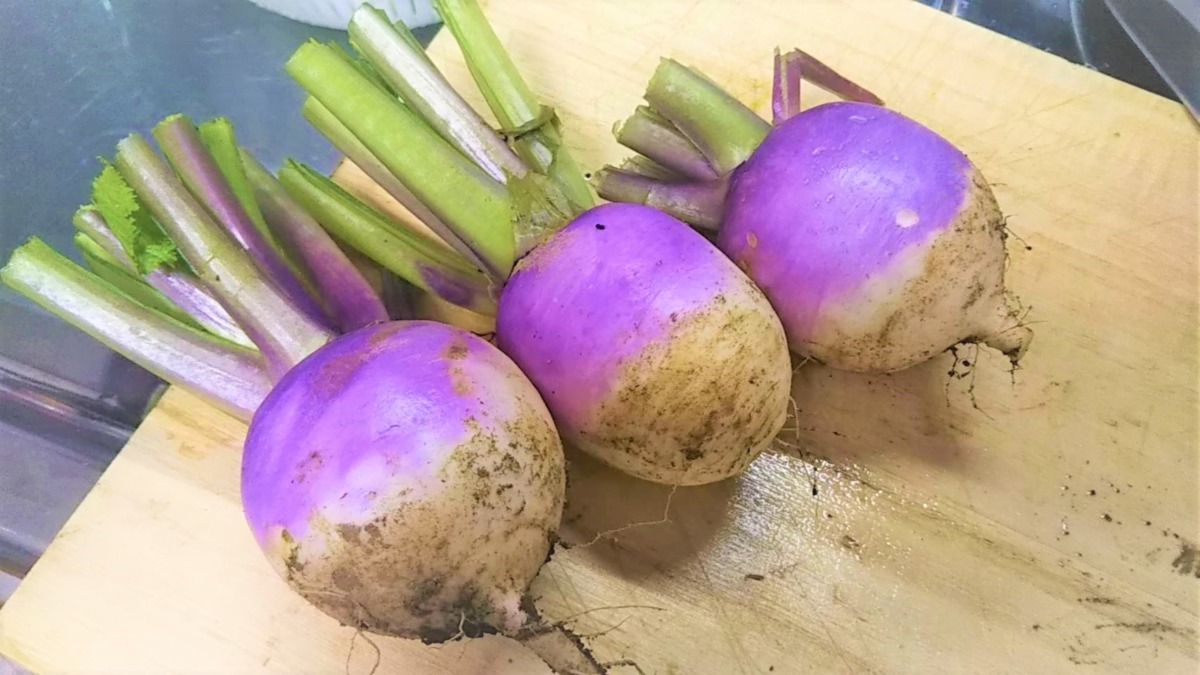 【祝：初収穫】これがあやめ雪です！