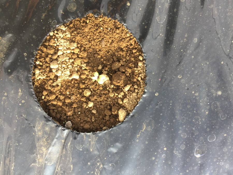 【驚き！】二日で発芽。みんなで種まきした、あやめ雪です。