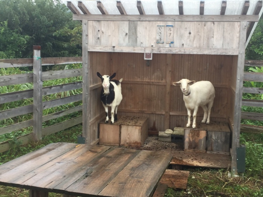 今日も、雨か。。。