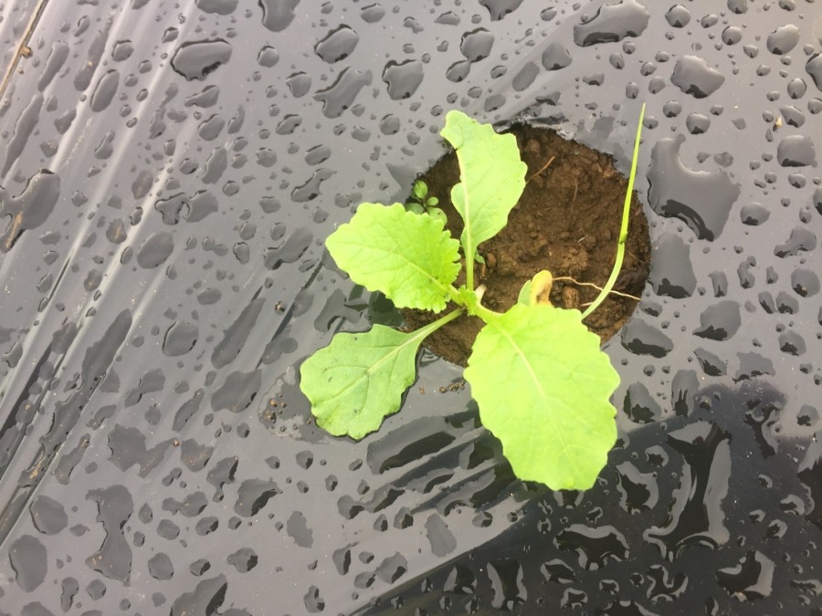 こかぶの今。台風＆長雨で溶けちゃったところも。