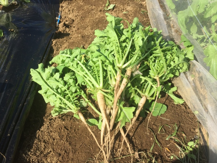 【はたけの特権】間引き大根。