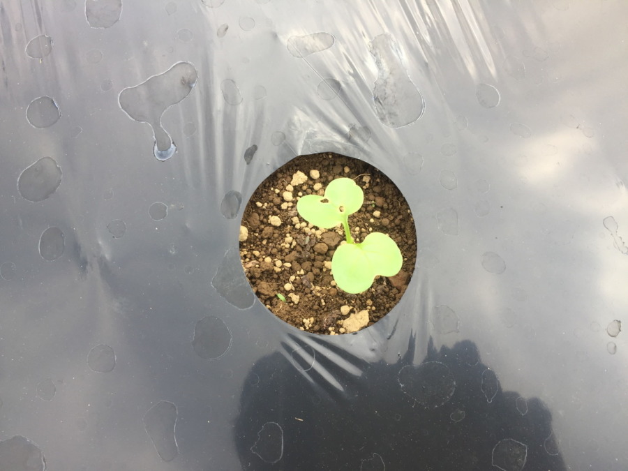 【祝】だいこん発芽！