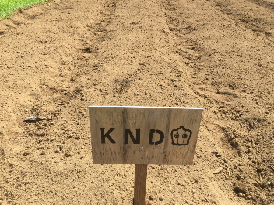 【フォト】だいこんブロックの様子。