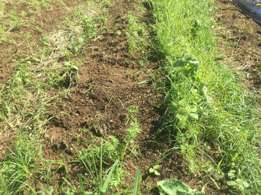 【フォト】台風一過のにんじんの様子。