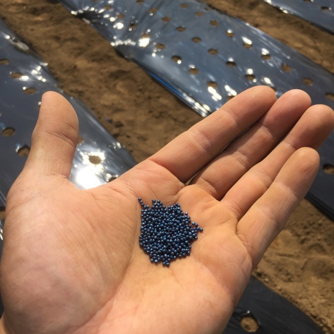 【はたけしごと】こかぶ・あやめ雪の種まきをタイムラプス♬で。