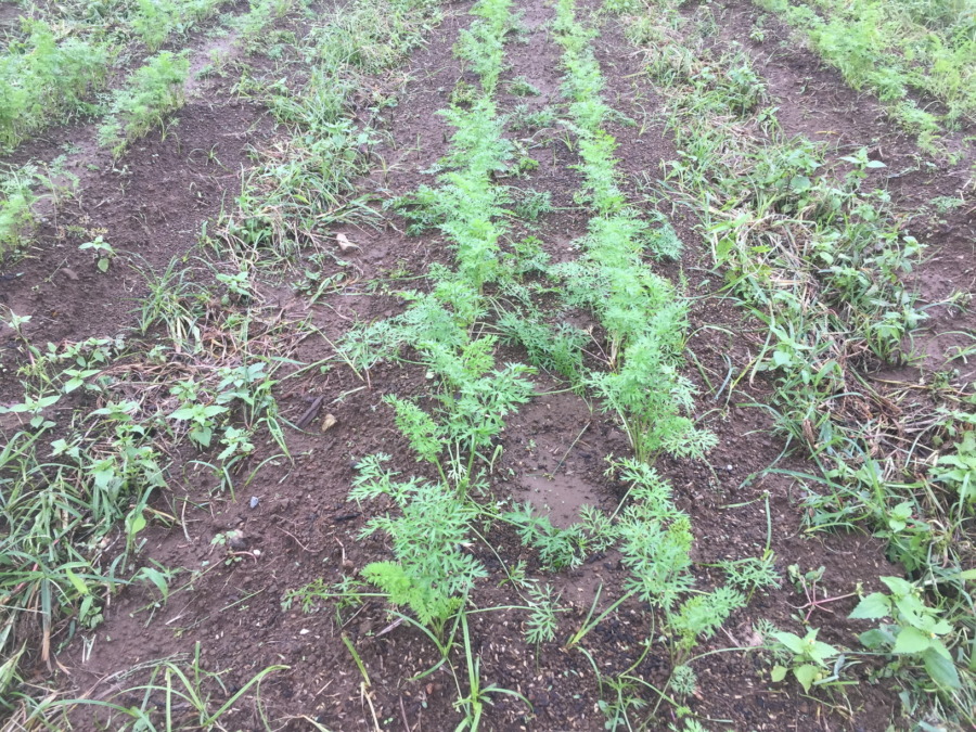 【フォト】にんじんの様子。