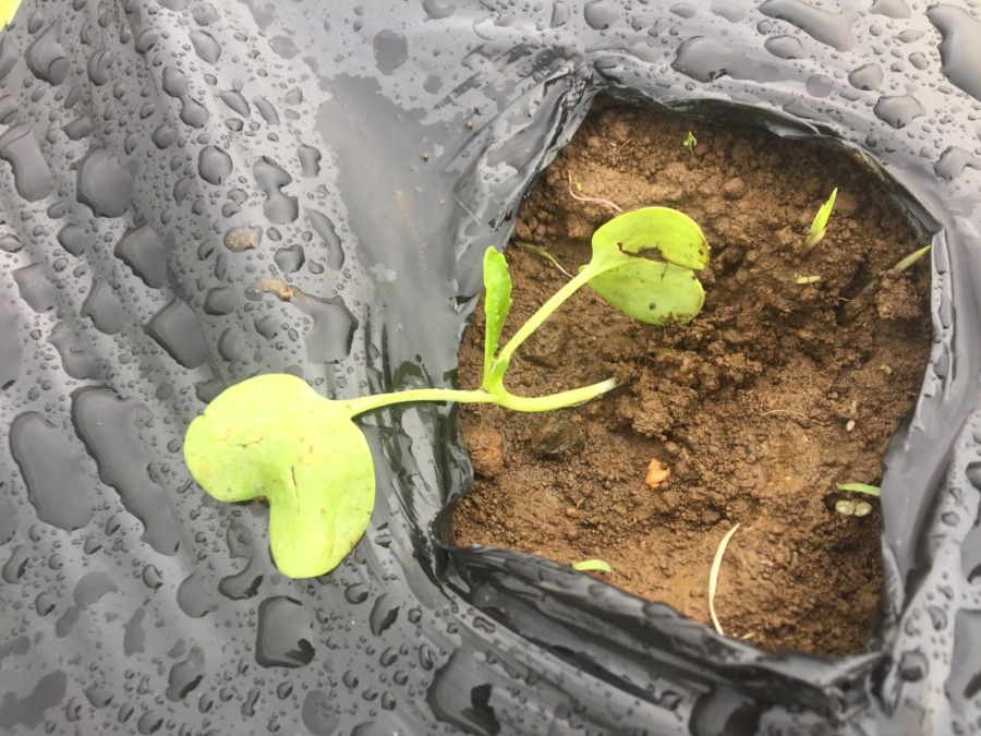 台風の二日後の姿。ここからの復活に期待。