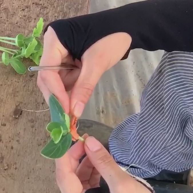 沖縄かりゆしスイカの接ぎ木。