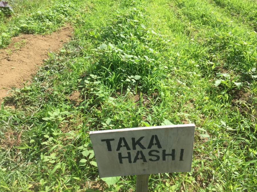 【フォト】にんじんの様子。