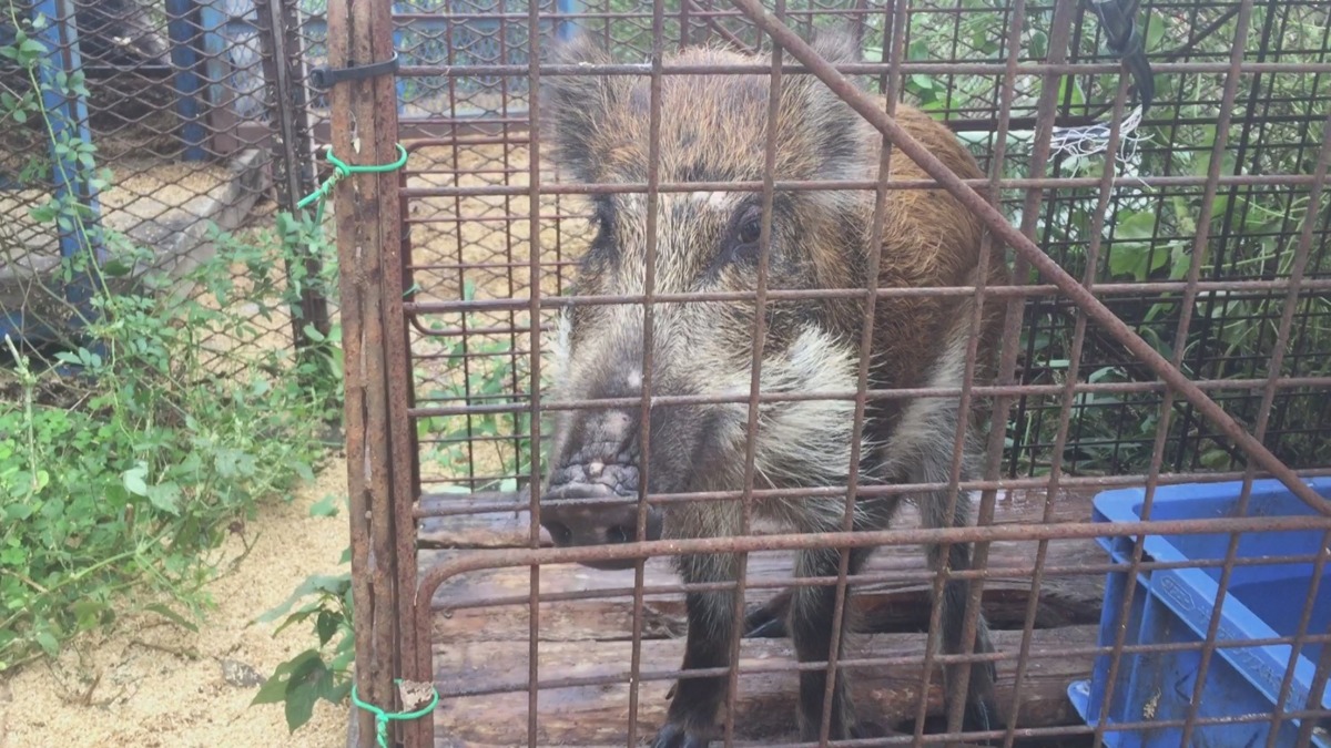 【猪さん】久々の登場。今回は柵の中から。