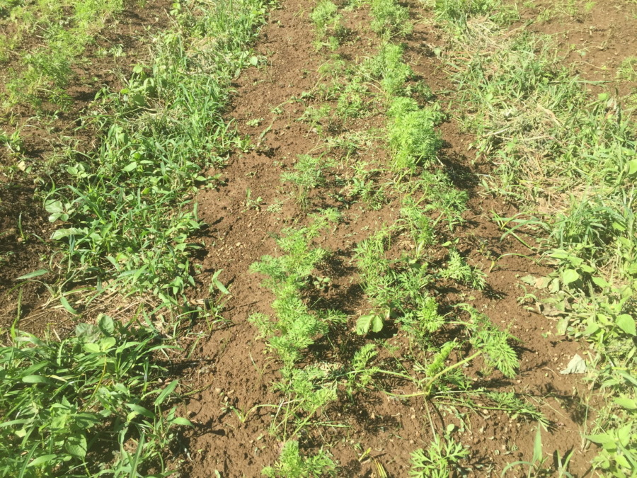 【フォト】台風一過のにんじんの様子。