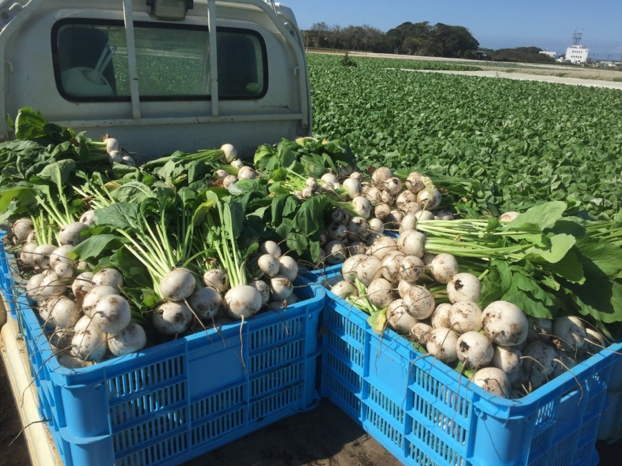 今日も大漁。みうらのこかぶです。