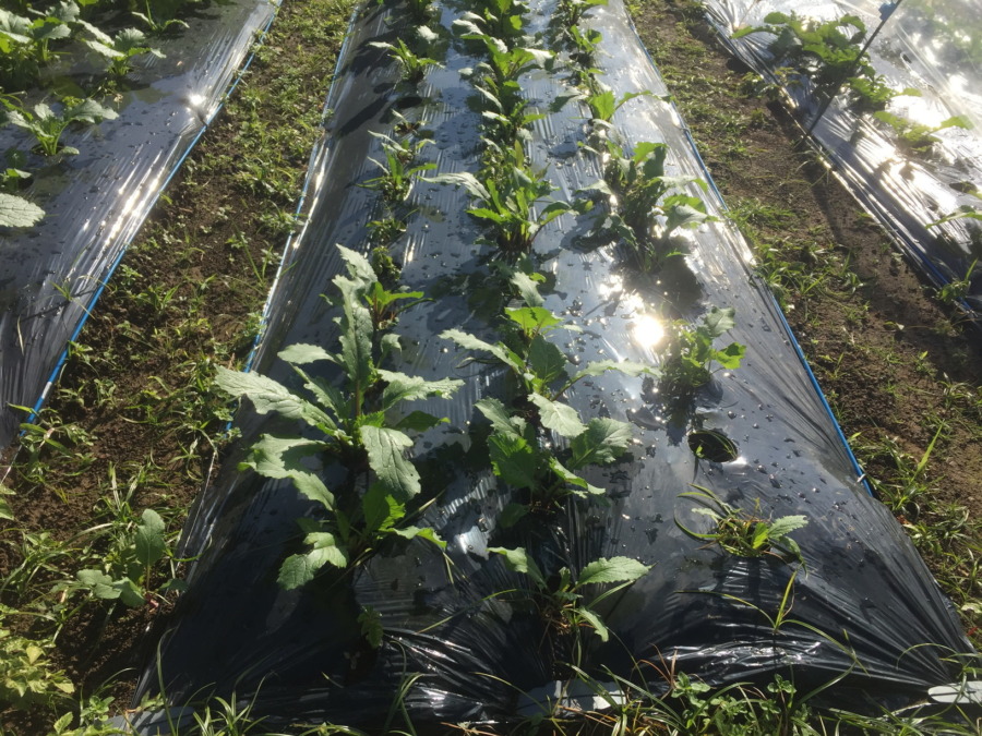 【フォト】あやめ雪の様子。最近は昼ぽかぽかで、、、