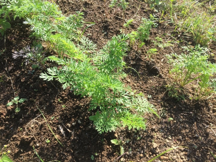 【フォト】にんじんの様子。