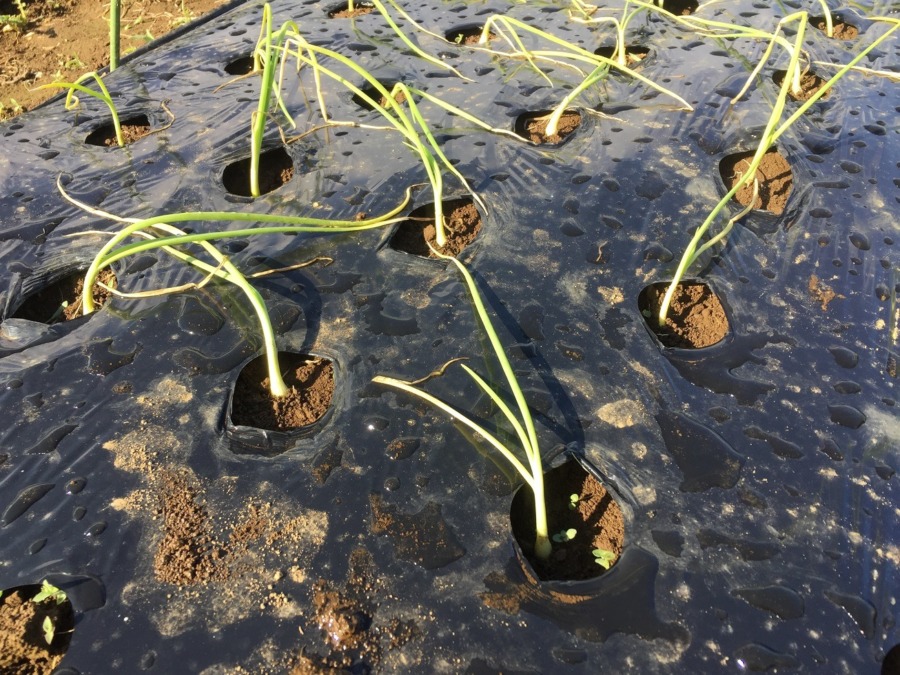 玉ねぎ苗の定植300本、完了。