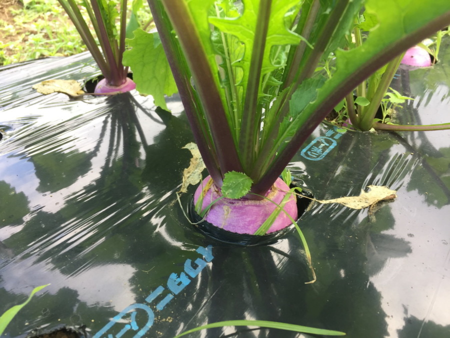 【祝】あやめ雪の様子。収穫いいですヨ。畑に採りきてね。