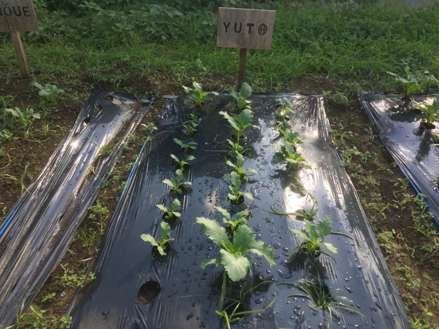 【フォト】こかぶの様子。最近は昼ぽかぽかで、、、