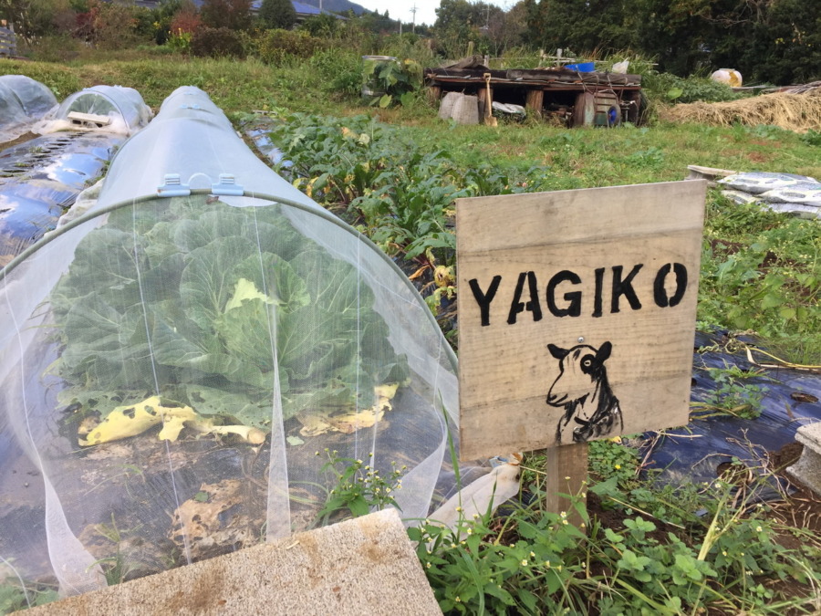 【やぎ子のキャベツ】立派な外葉は私が頂きますメ。中の玉はニンゲンさんどうぞ。