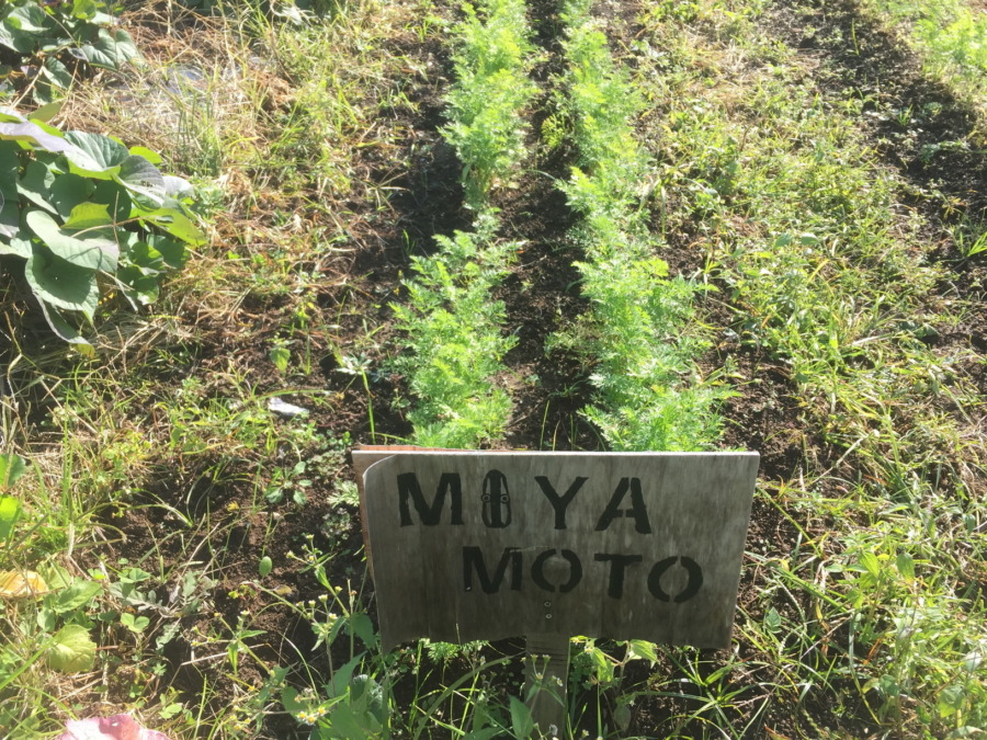 【フォト】にんじんの様子。お隣さんうらやましい。