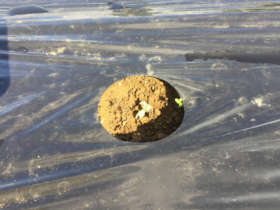 【フォト】だいこんの様子。追加でまいた種も発芽。