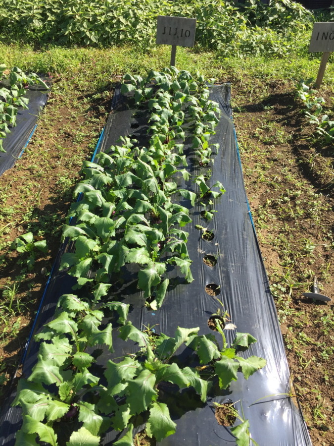 【フォト】あやめ雪の様子。ぽかぽか陽気が続いて、