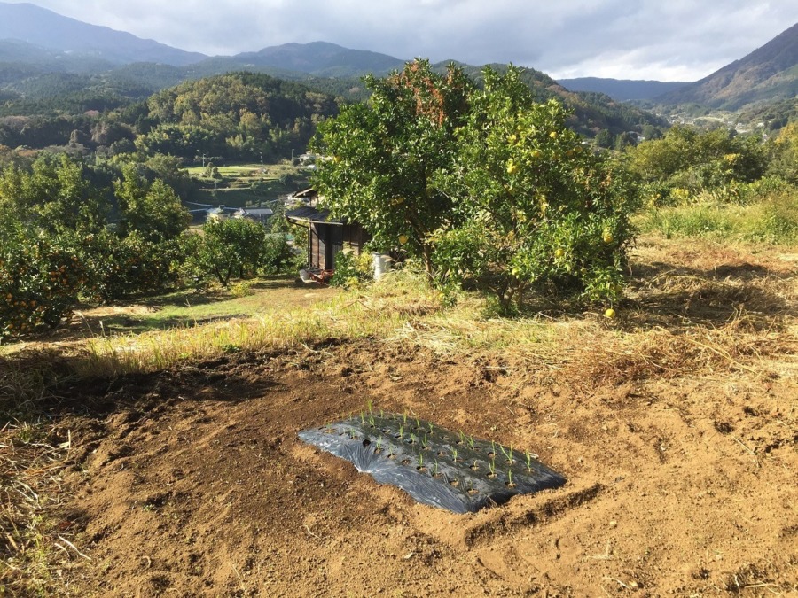神社にお供え用のちょこっとニンニクの様子は、