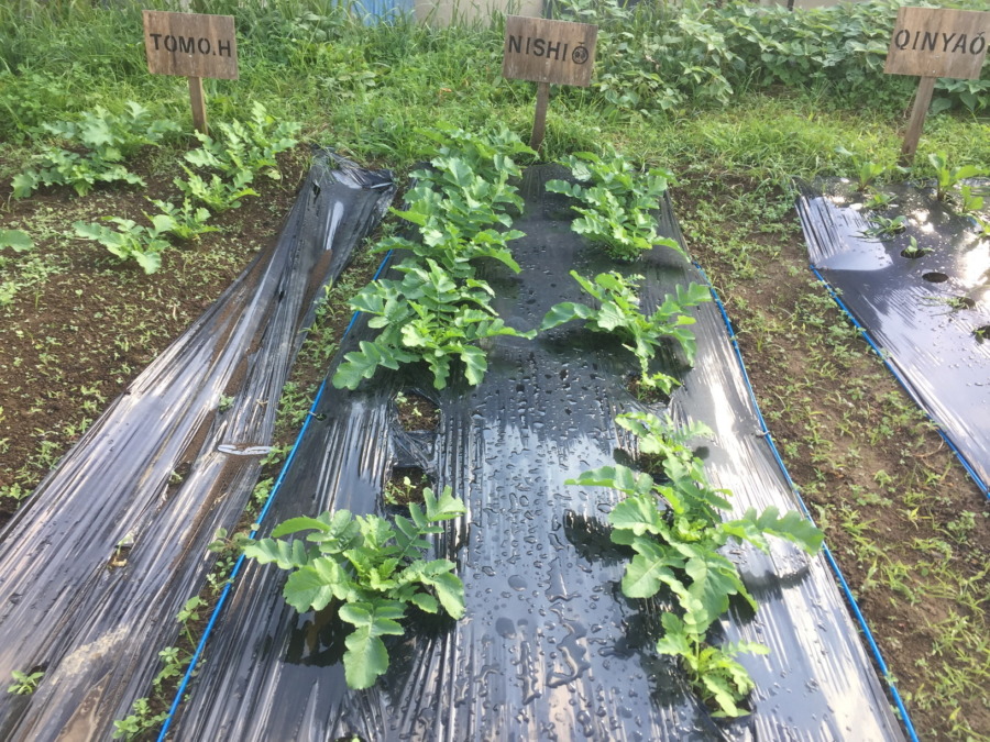 【フォト】だいこんの様子。最近は昼ぽかぽかで、、、