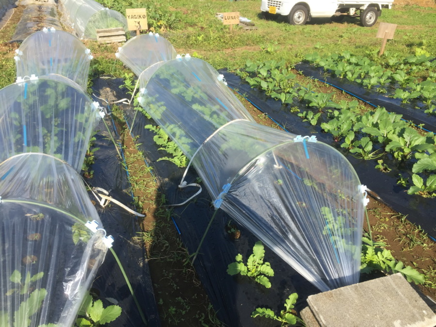 【実験開始】大根にとっての気温の影響を観察します。