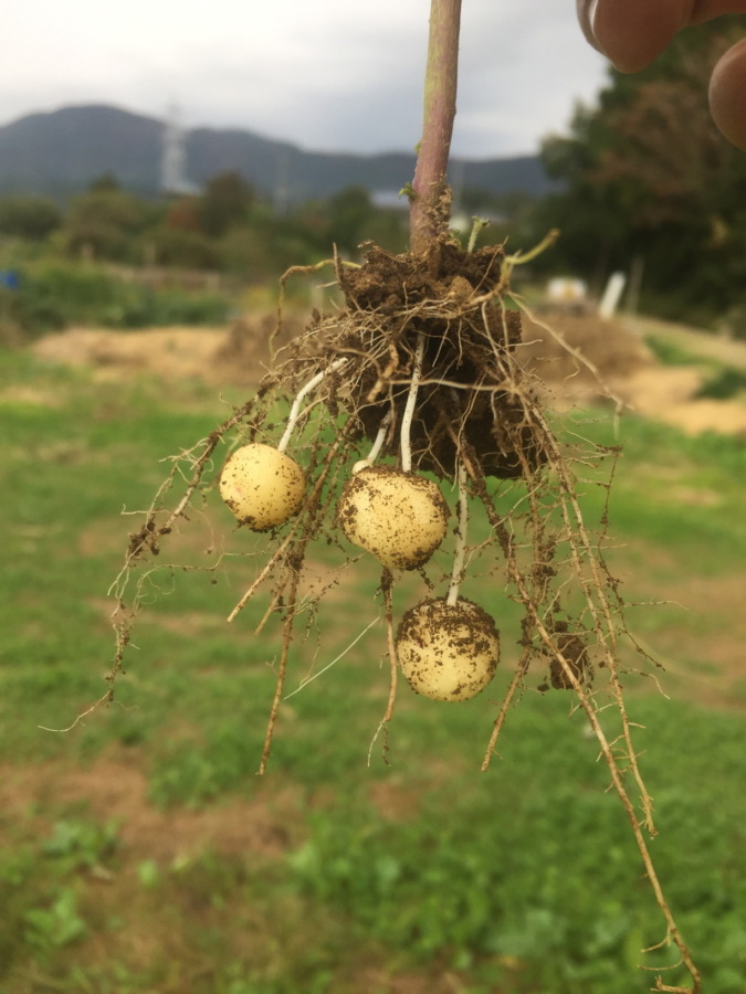季節外れのわたし。可愛いと思うんじゃが、、、