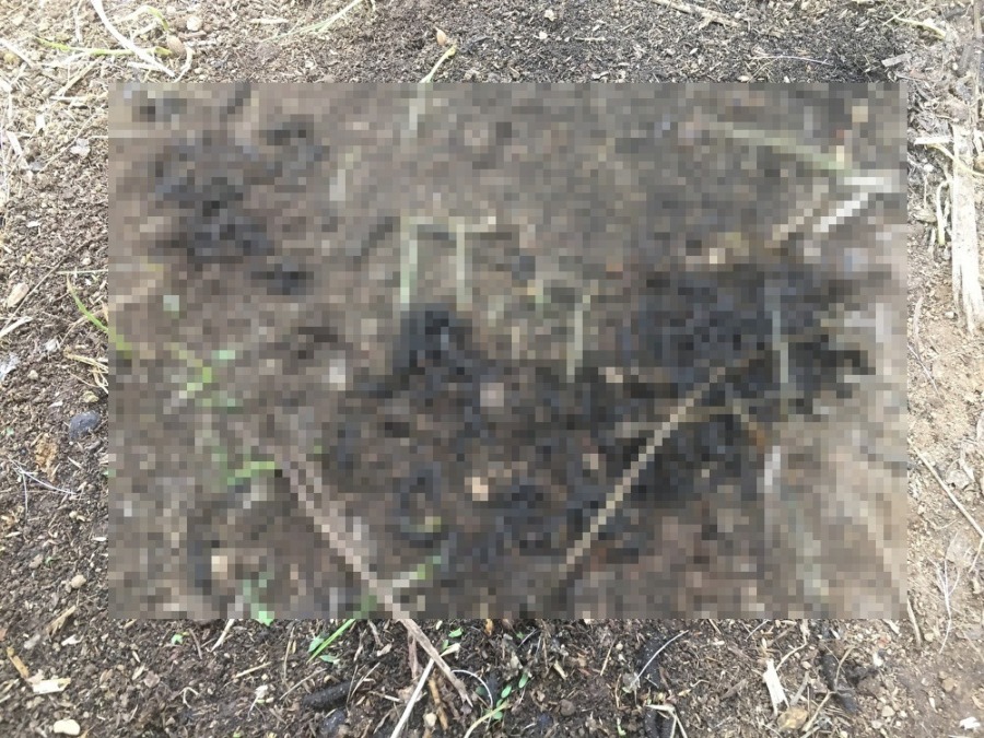 【月と虫】今日は〇〇〇の繁殖適期でシ。閲覧注意、ゾクゾクします。