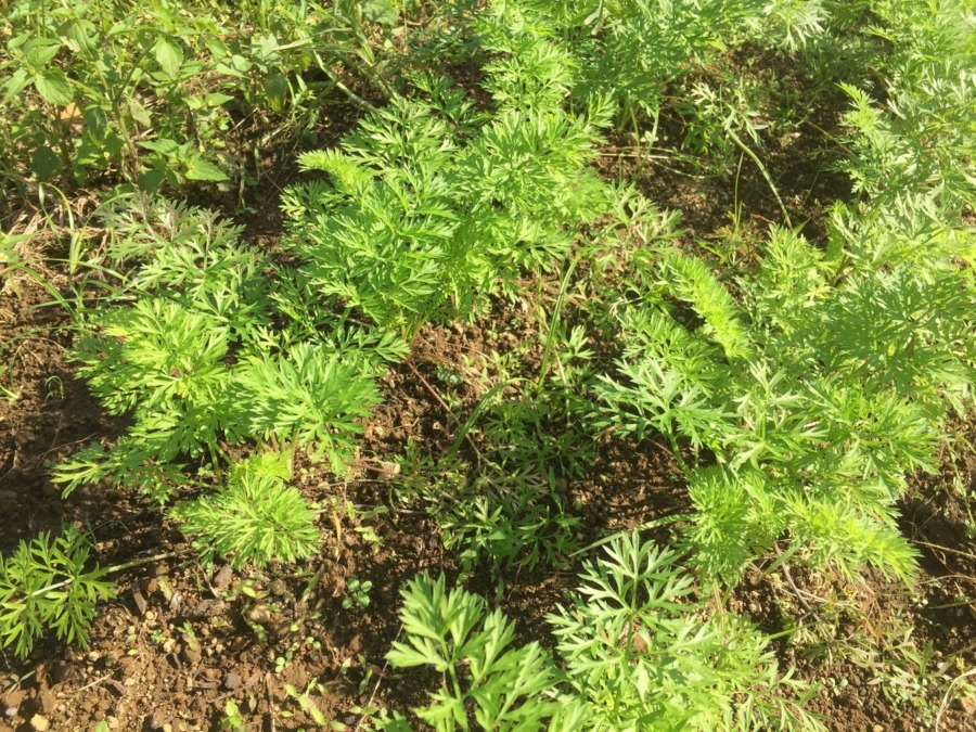 【フォト】にんじんの様子。