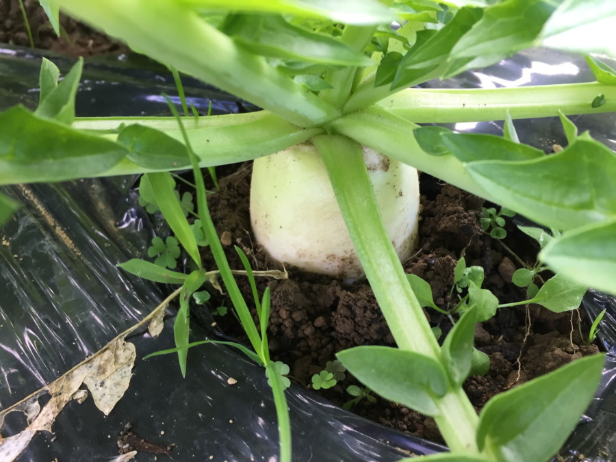 【フォト】だいこんの様子。ついに！！