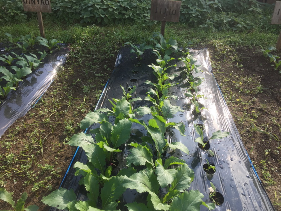 【フォト】あやめ雪のようす。最近は昼ぽかぽかで、、、
