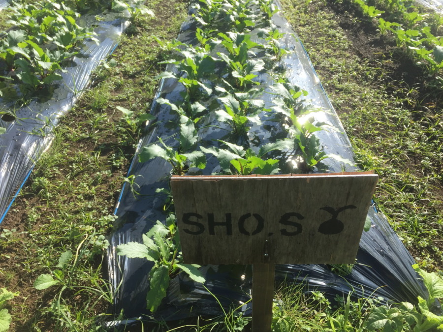 【フォト】あやめ雪のようす。最近は昼ぽかぽかで、、、