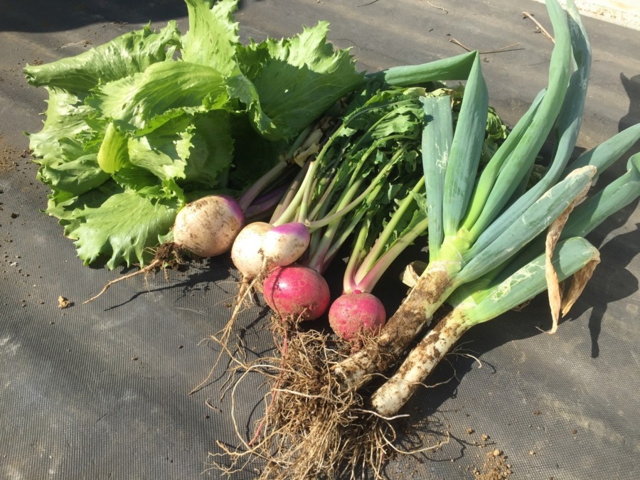 レタス、あやめ雪、もものすけ。そして下仁田ネギは試し採り。
