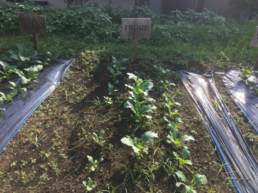 【フォト】こかぶの様子。最近は昼ぽかぽかで、、、