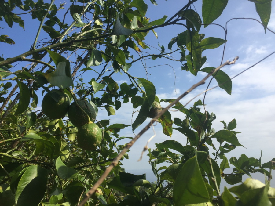 【VR】ご無沙汰です。片浦レモンの様子とは。