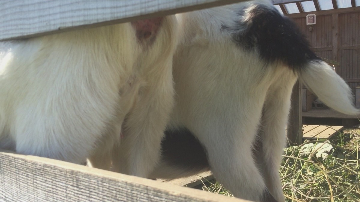 【まとめ💩】やぎのうんち健康診断。