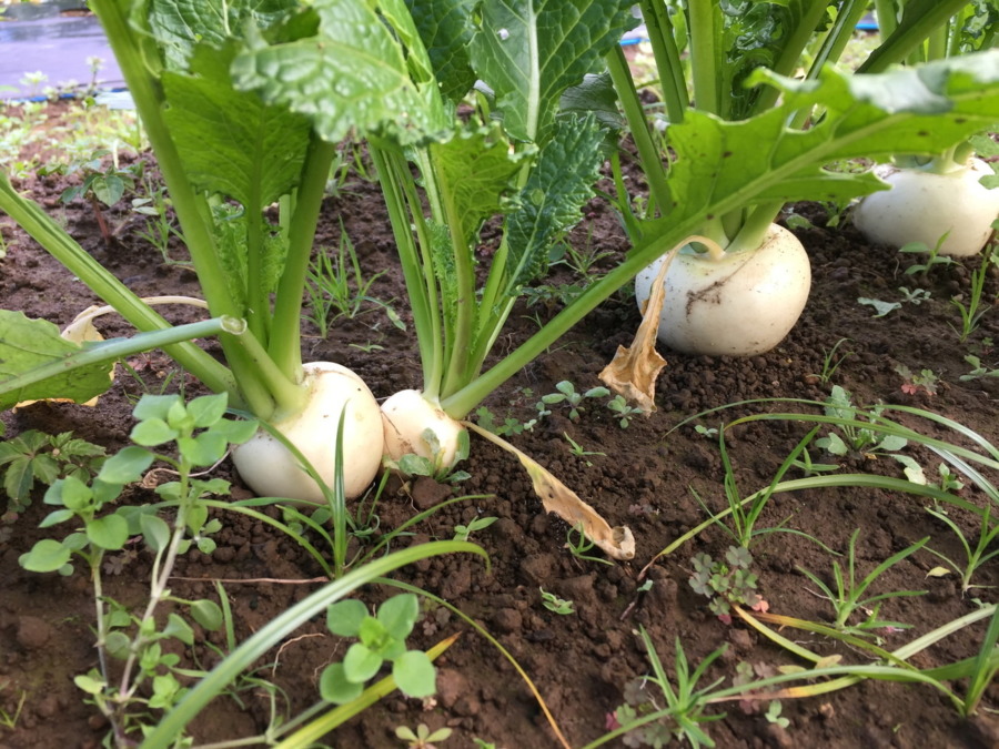 【祝】こかぶの様子。収穫OKですよ。畑で選びながら採ってね。