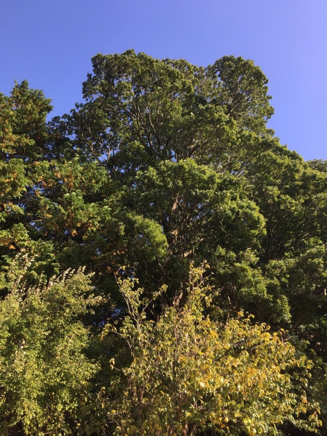 ざわざわ。神社下のどんぐりの大きな木が揺れます。
